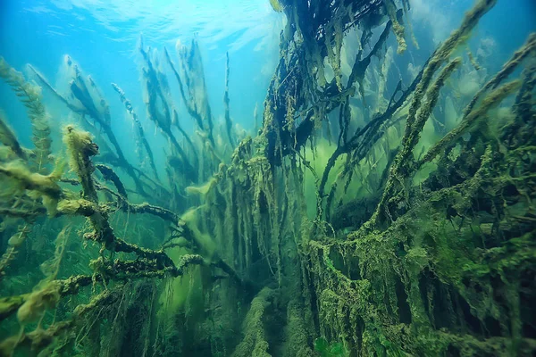 Υποβρύχιο Πράσινο Τοπίο Φύση Υποβρύχια Οικολογική Οικολογία Λίμνη Άγρια Κατάδυση — Φωτογραφία Αρχείου