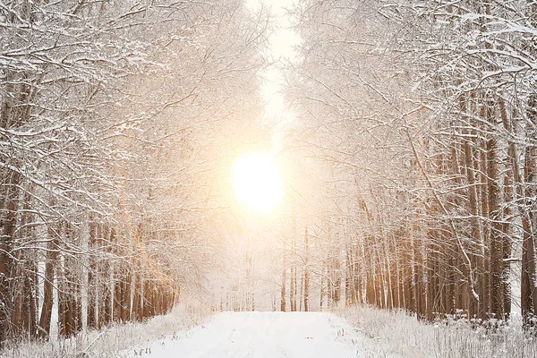 Solnedgång Vinter Skogen Februari Solnedgång Parken Snöskog Och Sol Vinter — Stockfoto