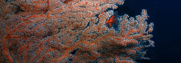 Gorgonian Large Branching Coral Reef Seascape Underwater Life Ocean — Stock Photo, Image