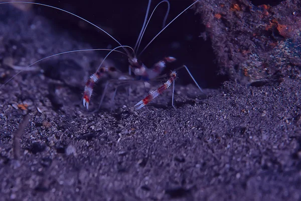 shrimp mantis underwater / underwater scene on a coral reef, tropical sea, unusual creature, macro