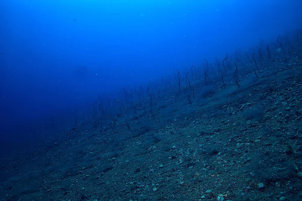 Морська Екосистема Підводний Вид Синій Океан Дика Природа Морі Абстрактний — стокове фото