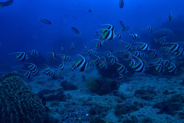 Onderwater Scene Koraalriffen Wereld Oceaan Wildlife Landschap — Stockfoto