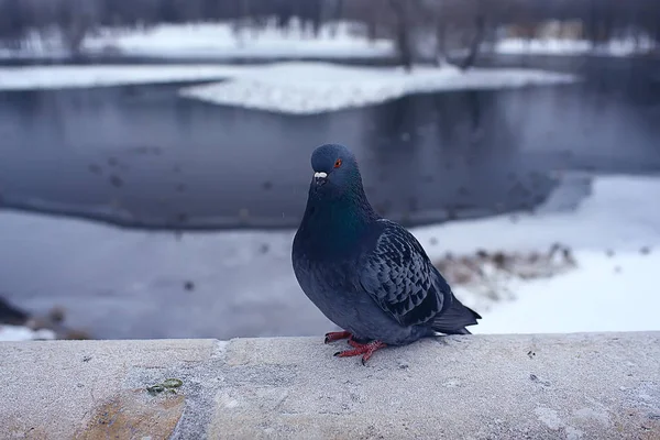 Aves Invernantes Bandada Aves Lago Invierno Aves Silvestres Lago Invierno —  Fotos de Stock