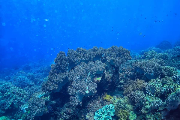 Korálový Útes Pod Vodou Mořská Laguna Oceánský Ekosystém — Stock fotografie