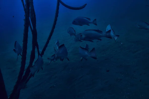 Birçok Caranx Sualtı Büyük Balık Flock Sualtı Dünyası Okyanus Ekolojik — Stok fotoğraf