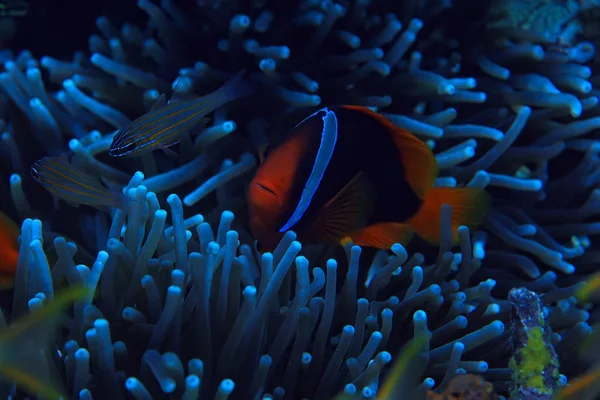 Morski Ekosystem Widok Podwodny Niebieski Ocean Dziki Charakter Morzu Streszczenie — Zdjęcie stockowe