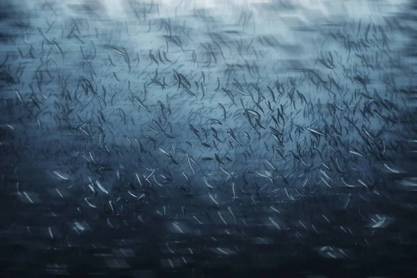 Beaucoup Petits Poissons Dans Mer Sous Eau Colonie Poissons Pêche — Photo