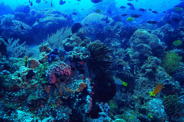Barriera Corallina Subacquea Laguna Con Coralli Paesaggio Subacqueo Gita Snorkeling — Foto Stock