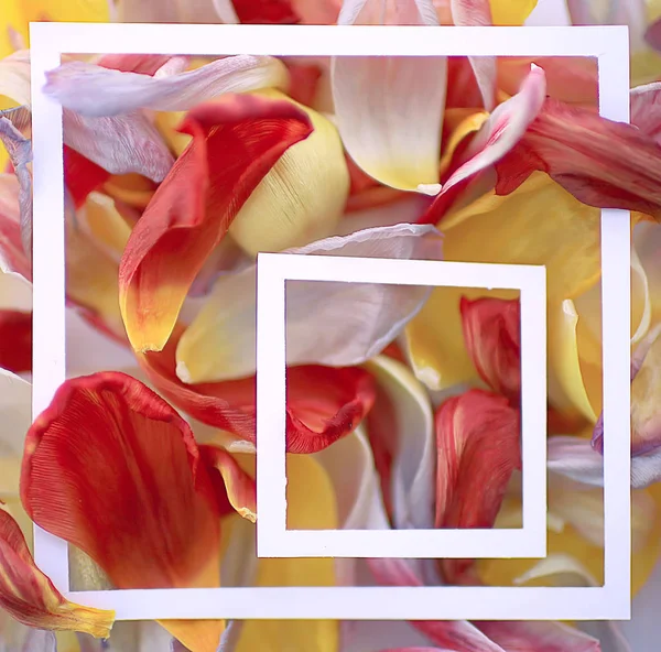五颜六色的花瓣框架背景 抽象春天背景 花领域 — 图库照片