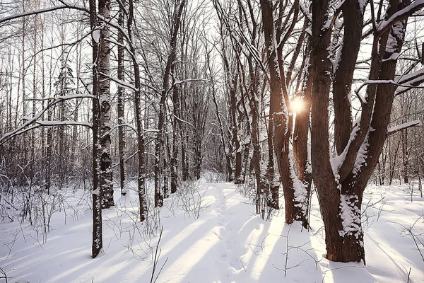 Paysage Hivernal Dans Forêt Temps Neigeux Janvier Beau Paysage Dans — Photo