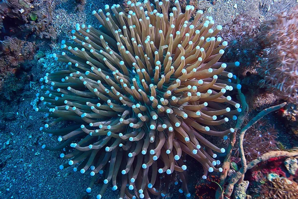 Coral Reef Makro Tekstura Abstrakcyjny Ekosystem Morski Tło Rafie Koralowej — Zdjęcie stockowe