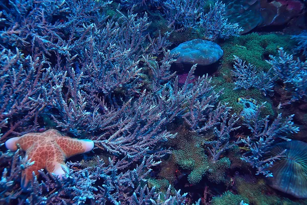 潜入水 在海洋中休息 在水下的野生动物 — 图库照片