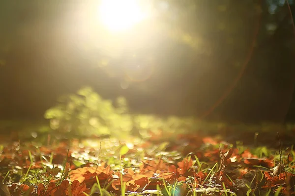 Autumn Landscape Background Yellow Leaves Sunny Autumn Day Sun Rays — Stock Photo, Image