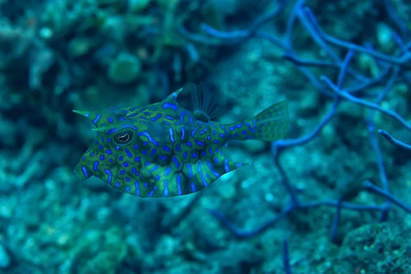 Pez Vaca Bajo Agua Exóticos Peces Pequeños Escena Submarina Arrecife —  Fotos de Stock