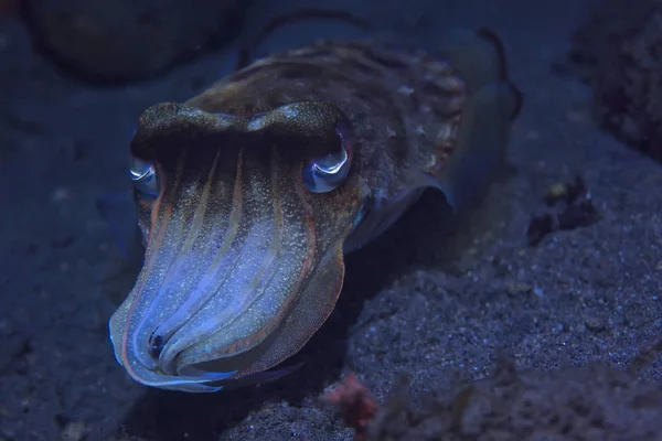 Cuttlefish Underwater Underwater World Marine Life Wildlife Animal Diving Pacific — Stock Photo, Image