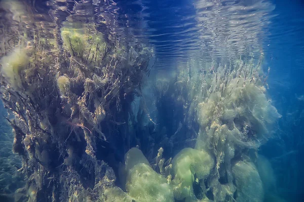 Árvores Submersas Inundado Subaquático Lago Selva Fresca Água Ecologia Bela — Fotografia de Stock