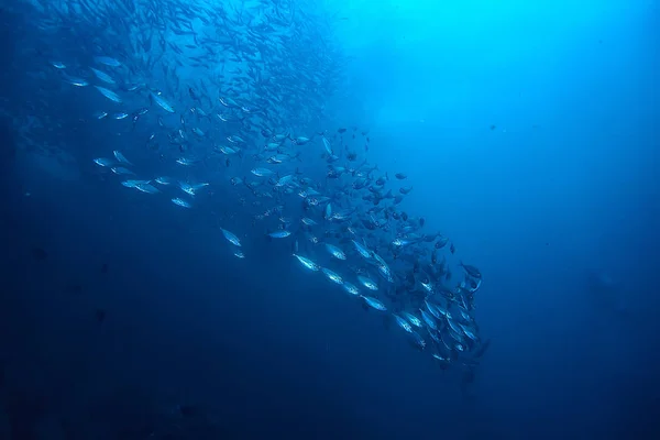 Sacco Piccoli Pesci Mare Sotto Acqua Colonia Pesci Pesca Oceano — Foto Stock