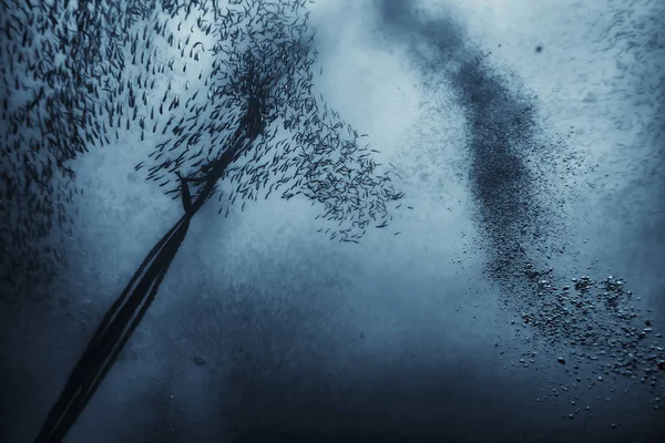 Massa Små Fiskar Havet Vatten Fisk Koloni Fiske Havet Djur — Stockfoto