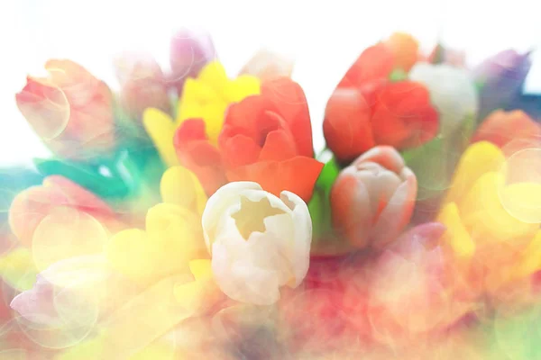 Bouquet Colorful Tulips Spring Flowers Bright Beautiful Flowers Spring Gift — Stock Photo, Image