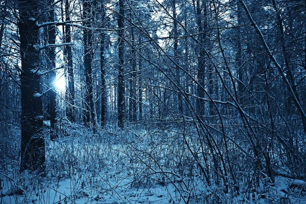 Abstrato Fundo Paisagem Inverno Floresta Geada Coberto Árvore Ramos Nevado — Fotografia de Stock