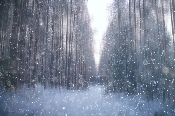 Bos Sneeuw Wazig Achtergrond Winterlandschap Met Sneeuw Bedekt Bos Bomen — Stockfoto