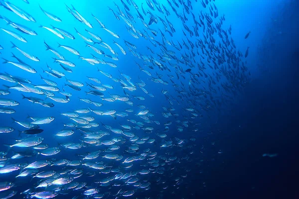 Beaucoup Petits Poissons Dans Mer Sous Eau Colonie Poissons Pêche — Photo