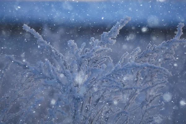 Abstracte Achtergrond Landschap Winter Bos Vorst Bedekte Boomtakken Snowy Weer — Stockfoto