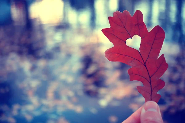 Cuore Autunnale Foglia Gialla Quercia Simbolo Del Cuore Nella Decorazione — Foto Stock