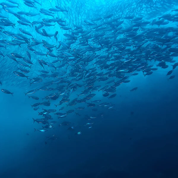 Viele Kleine Fische Meer Unter Wasser Fischkolonie Angeln Meeresfauna — Stockfoto