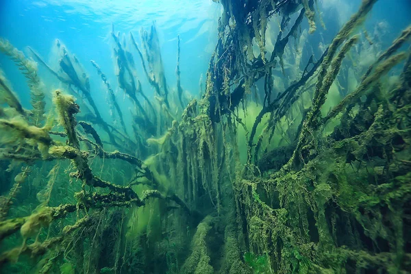 Árboles Sumergidos Inundados Bajo Agua Lago Selva Fresca Agua Ecología —  Fotos de Stock
