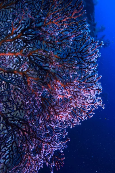 Gorgoniano Grande Ramificação Coral Recife Paisagem Marinha Vida Subaquática Oceano — Fotografia de Stock