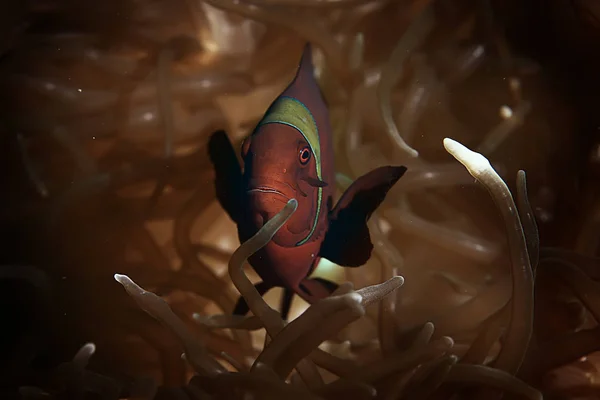 Clown Fish Coral Reef Makro Podwodne Sceny Widok Ryb Koralowych — Zdjęcie stockowe