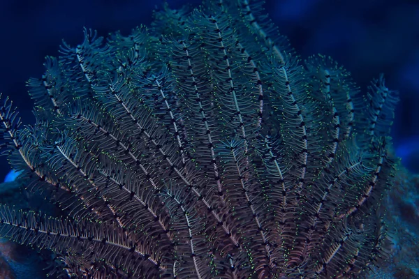 Coral Reef Macro Texture Abstract Marine Ecosystem Background Coral Reef — Stock Photo, Image