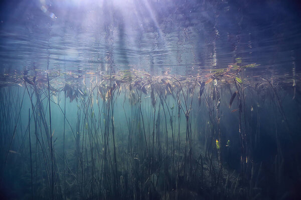 Swamp underwater landscape abstract / sunken trees and algae in clear water, ecology underwater world