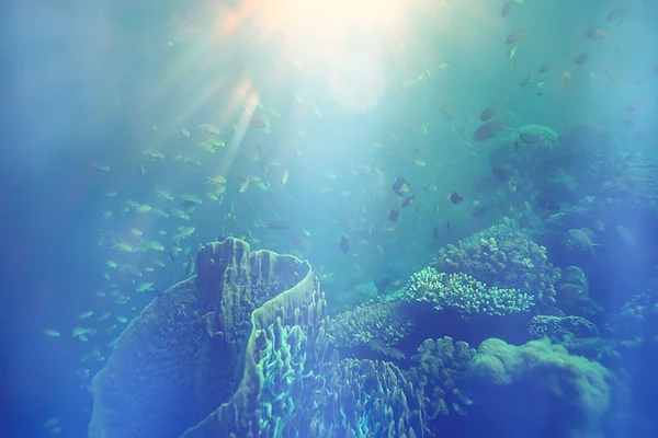 Solstrålar Scuba Reef Blått Hav Abstrakt Bakgrund Solig Dag Strålar — Stockfoto