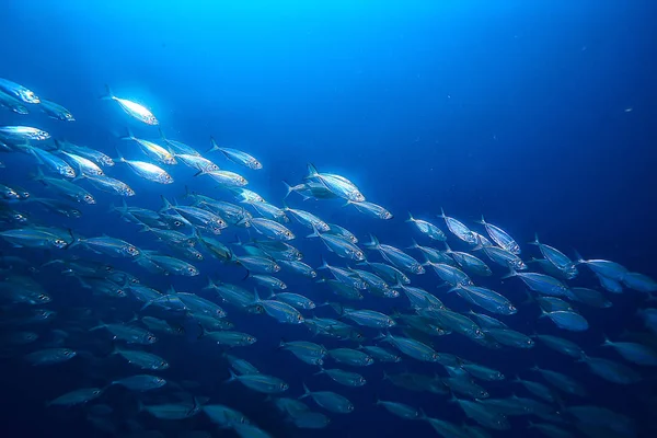 Lot Small Fish Sea Water Fish Colony Fishing Ocean Wildlife — Stock Photo, Image