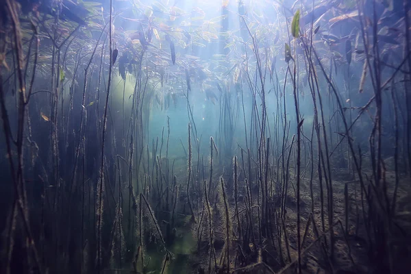 Mangroven Unterwasserlandschaft Hintergrund Abstrakte Büsche Und Bäume Auf Dem Wasser — Stockfoto