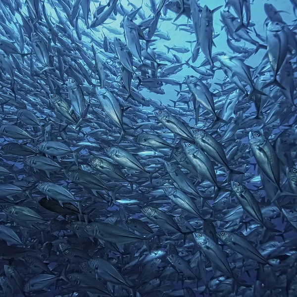 Molti Caranx Sott Acqua Grande Gregge Pesci Mondo Subacqueo Sistema — Foto Stock