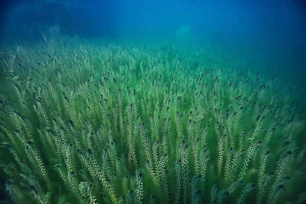 Озеро Подводный Пейзаж Абстрактный Голубая Прозрачная Вода Экологическая Охрана Природы — стоковое фото