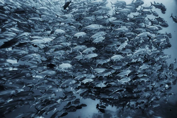 Grupo Peixes Brancos Pretos Design Cartaz Natureza Subaquática — Fotografia de Stock