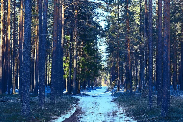 Zimní Krajiny Lese Zasněženém Počasí Lednu Krásná Krajina Zasněženém Lese — Stock fotografie