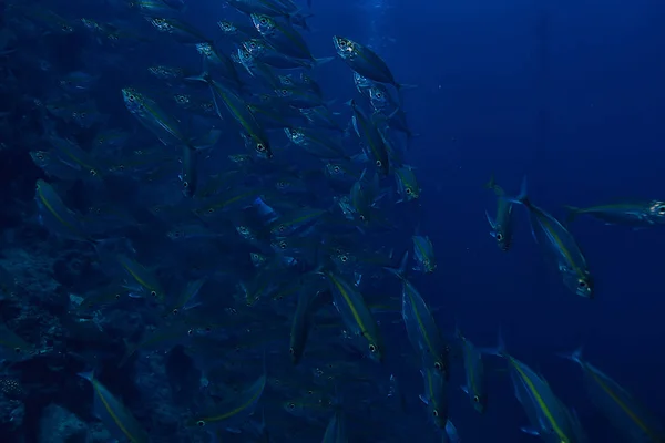 Scad Pamb Unter Wasser Meer Ökosystem Große Fischschwärme Auf Blauem — Stockfoto