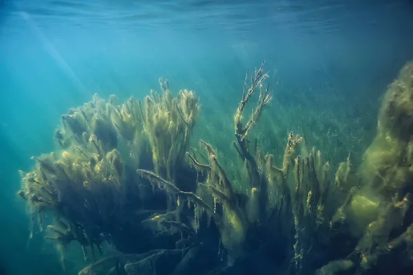 Болота Підводний Пейзаж Абстрактні Затоплені Дерева Водорості Чистій Воді Екологія — стокове фото