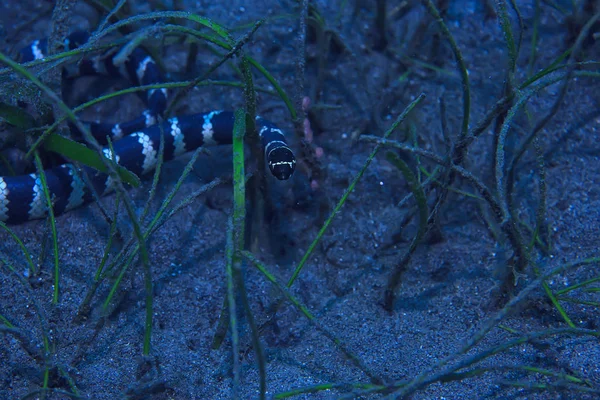 Morski Wąż Podwodne Reptile Scena Podwodna Niebezpieczne Trucizna Asp — Zdjęcie stockowe