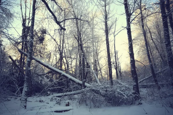 Inverno Aldeia Russa Paisagem Inverno Floresta Rússia Árvores Cobertas Neve — Fotografia de Stock