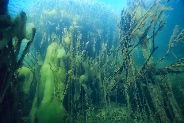 Підводний Зелений Пейзаж Природа Підводне Екологічне Озеро Дике Дайвінг — стокове фото