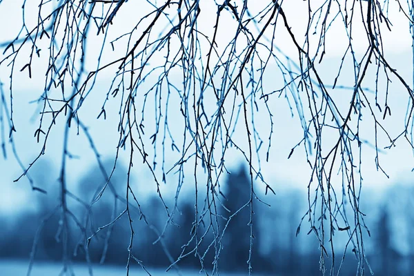 Abstrato Fundo Paisagem Inverno Floresta Geada Coberto Árvore Ramos Nevado — Fotografia de Stock