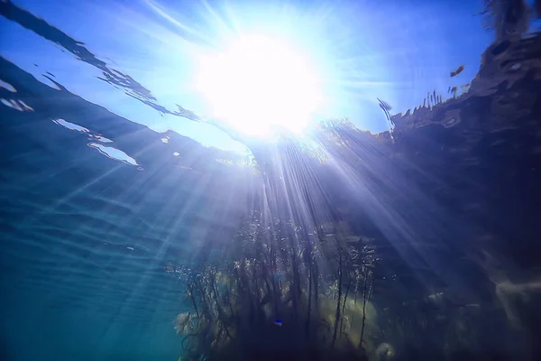 Sole Raggi Fiume Paesaggio Subacqueo Astratto Paesaggio Subacqueo Piante Ecosistema — Foto Stock