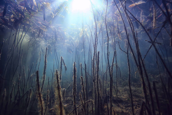 Underwater green landscape / nature underwater eco ecology lake, wild diving