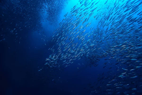 Jamba Scad Bajo Ecosistema Del Agua Mar Una Gran Escuela —  Fotos de Stock